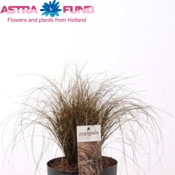 Carex Bu Red Rooster Colour photo