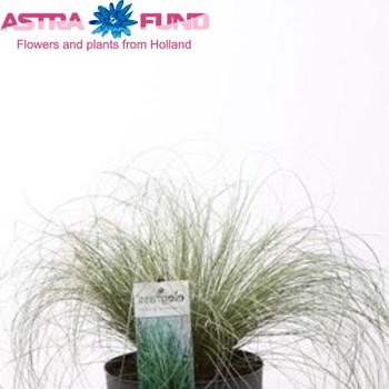 Carex Frosted Curls zdjęcie