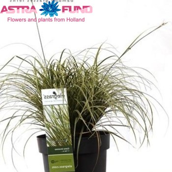 Carex Variegata photo