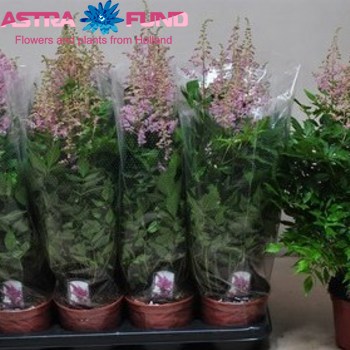 Astilbe Country and Western Foto