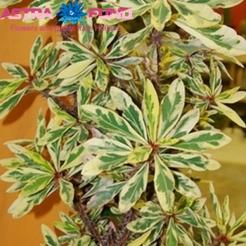 Euphorbia suc. Erytrea Variegata Foto