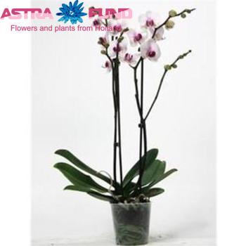 Phalaenopsis Castor 2 tak фото