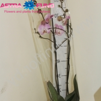 Phalaenopsis Gr. Hilo Pink 2 tak Foto