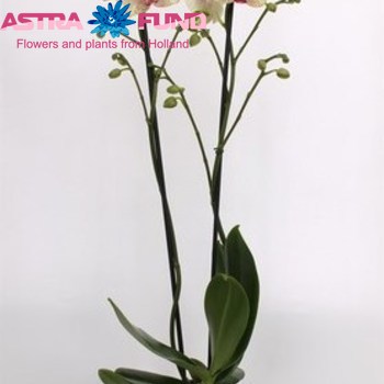 Phalaenopsis Idomeneo 2 tak zdjęcie