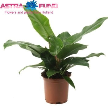 Philodendron Imperial Green Foto
