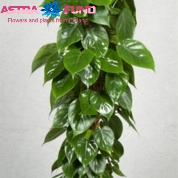 Philodendron Philodendron Scandens Foto
