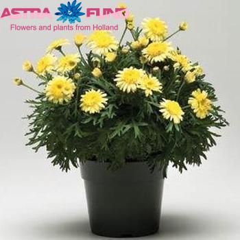 Argyranthemum Fr Yellow photo
