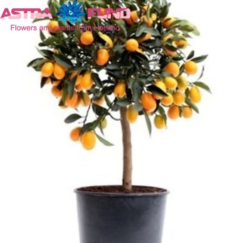 Citrofortunella  Kumquat photo
