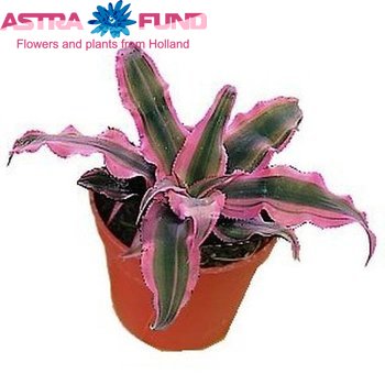 Cryptanthus Biv.Pink Starlight Foto