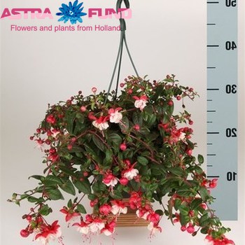 Fuchsia In Hanging Basket Foto