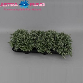 Helichrysum Microphylla Foto