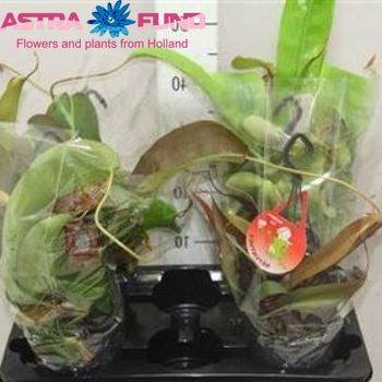 Nepenthes (Pitcher Plant) photo