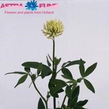 Trifolium ochroleucum фото