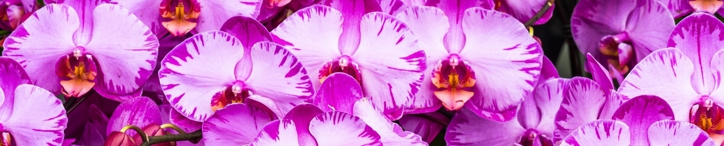 Phalaenopsis С Foto
