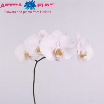 Phalaenopsis Alpha Foto