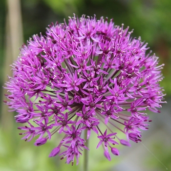 Attention! The season of allium is over! Foto