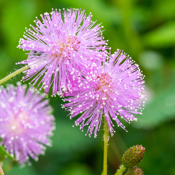 Attention! The season of mimosa pudica is over! Foto
