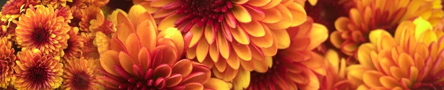 Chrysanthemum Gr Foto
