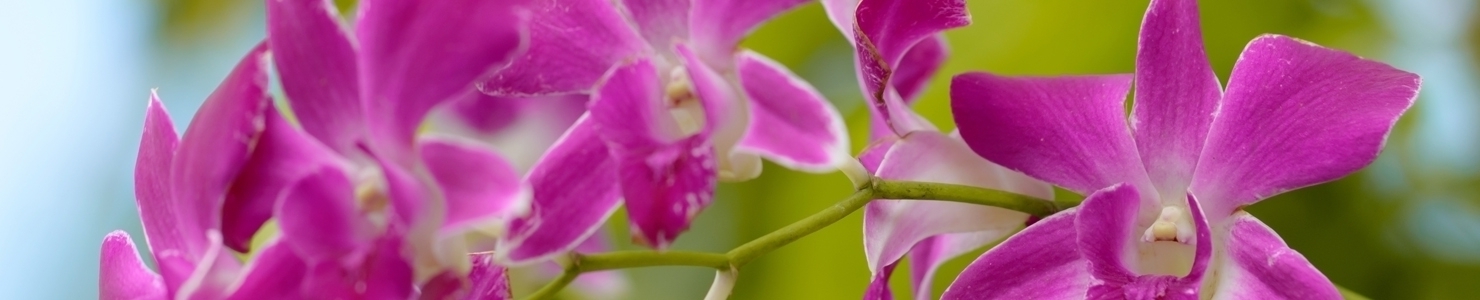 Dendrobium Foto
