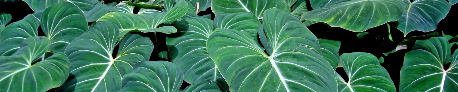 Philodendron photo