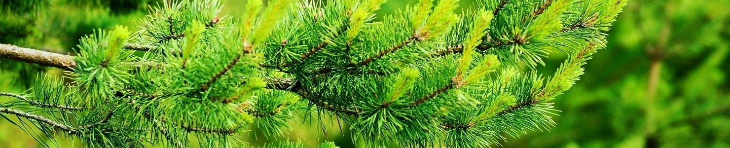 Pinus Foto