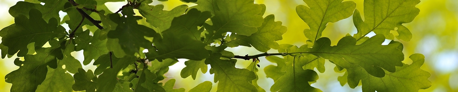 Quercus фото