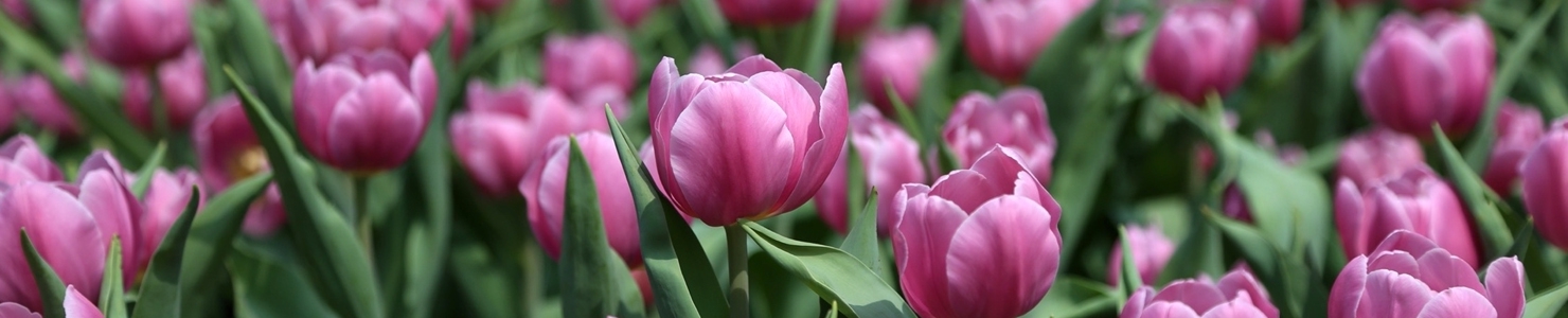 Tulipa photo