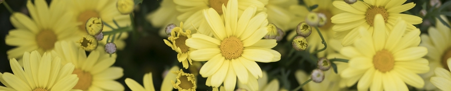 Argyranthemum Foto