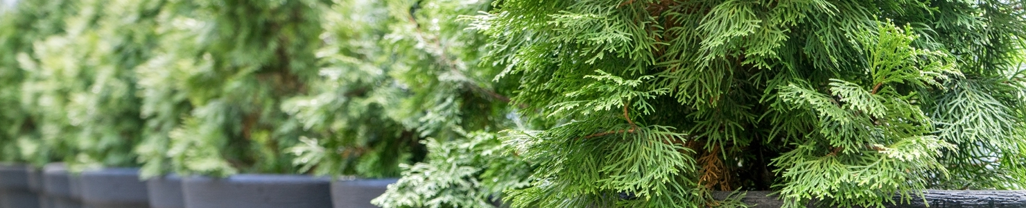 Conifers photo