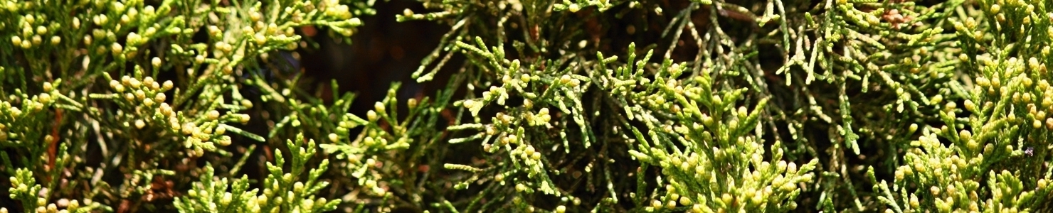 Juniperus photo