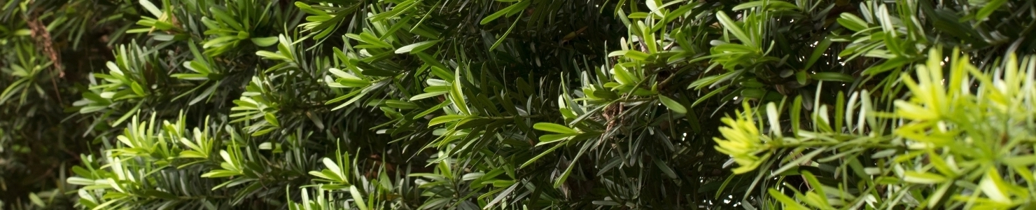 Podocarpus Foto