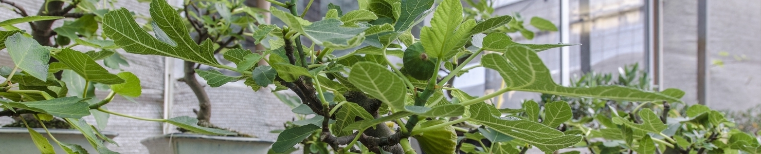 Ficus carica photo