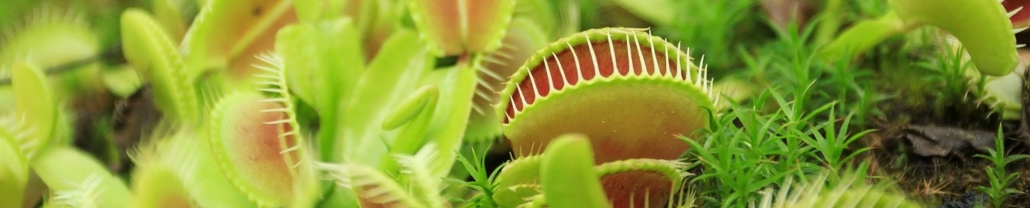 Dionaea muscipula Foto