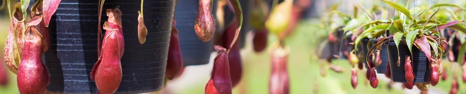 Nepenthes Foto