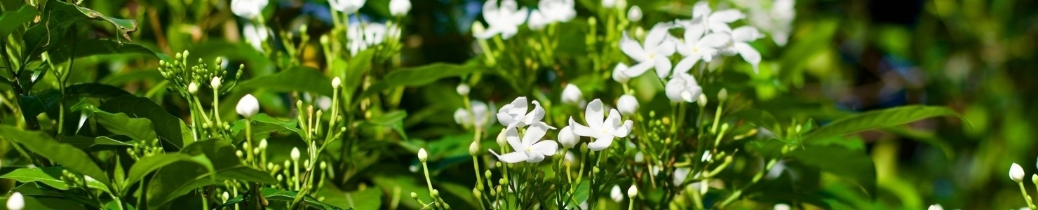 Gardenia jasminoides Foto