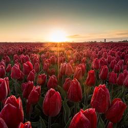 Тюльпановое поле в Голландии