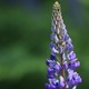 Small lupinus a52fc10c a701 4ffc a1bf 1afe3d388cf2 1543231641