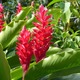 Small heliconia 1490363563