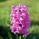 Small hyacinthus 1490364392