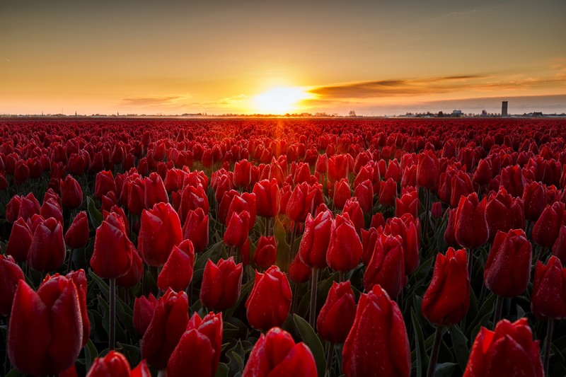 Tulips from holland 1496398634