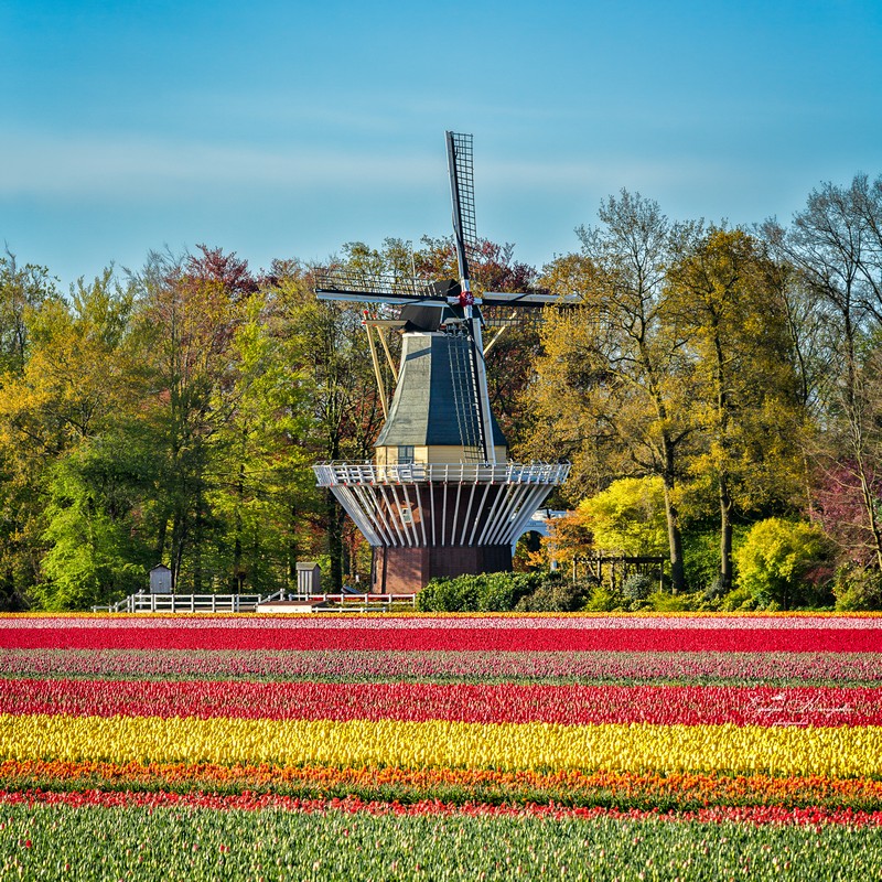Tulips from holland 1496398634