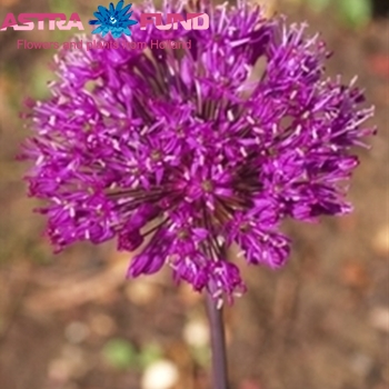 Allium 'Purple Surprise' photo