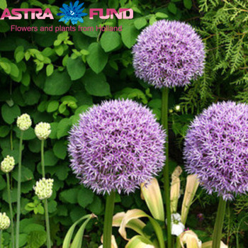 Allium 'Round 'n Purple' Foto