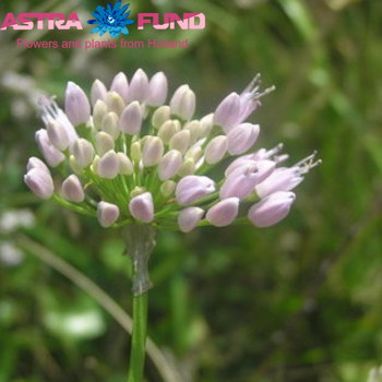 Allium senescens 'Brensi' photo