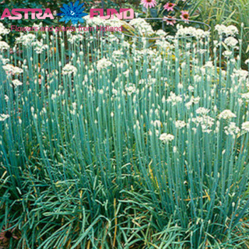 Allium tuberosum photo