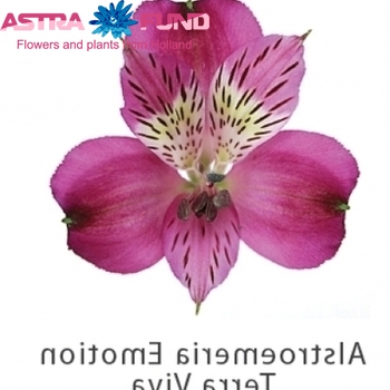 Alstroemeria Emotion zdjęcie