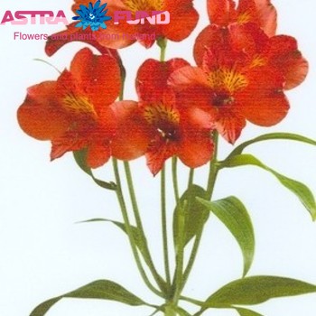 Alstroemeria Etna photo