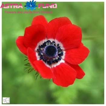 Anemone overig rood photo