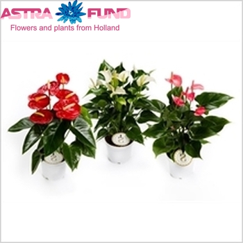 Anthurium Andreanum Grp gemengd 2 kleuren Foto