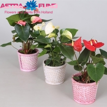 Anthurium Andreanum Grp gemengd 3 kleuren foto